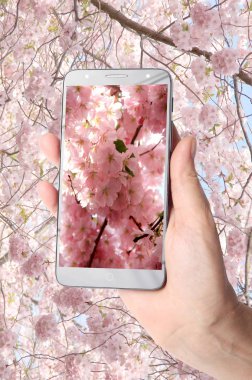 Çiçeklenme sakura bir arka plan üzerinde bir kadın elinde Modern akıllı telefon