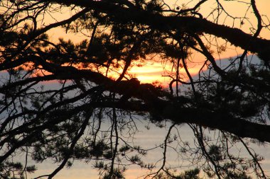 Deniz üzerinde gün batımı bir arka plan üzerinde çam dalları