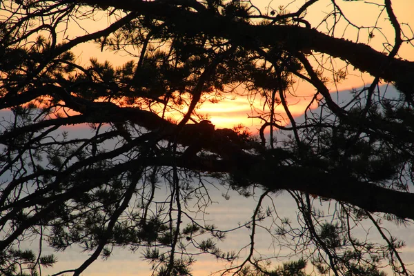 Deniz üzerinde gün batımı bir arka plan üzerinde çam dalları