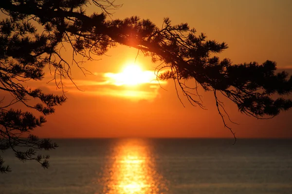 Deniz üzerinde gün batımı bir arka plan üzerinde çam dalları