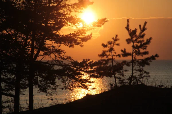 Deniz üzerinde gün batımı bir arka plan üzerinde çam dalları