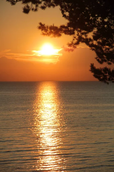 Deniz üzerinde gün batımı bir arka plan üzerinde çam dalları