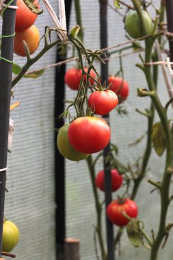 Bir seranın dalında olgunlaşmış domatesler.