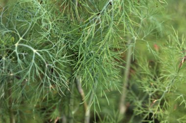 Bir bahçe yatağında yeşil taze dereotu