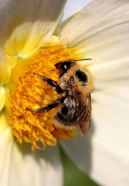Yaban Arısı Güzel Bir Çiçek Üzerinde Bal Toplar — Stok fotoğraf