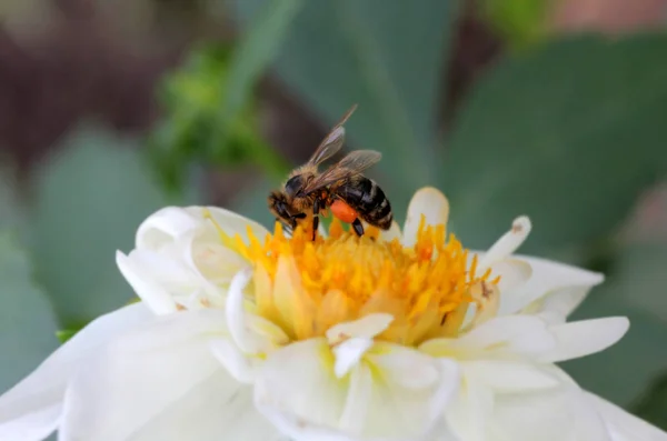 Άγρια Μέλισσα Συλλέγει Μέλι Ένα Όμορφο Λουλούδι — Φωτογραφία Αρχείου
