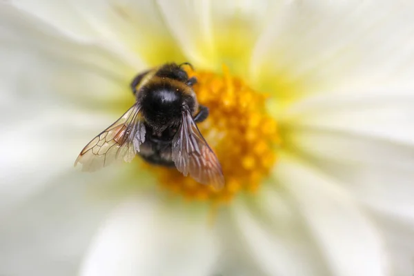 Yaban Arısı Güzel Bir Çiçek Üzerinde Bal Toplar — Stok fotoğraf