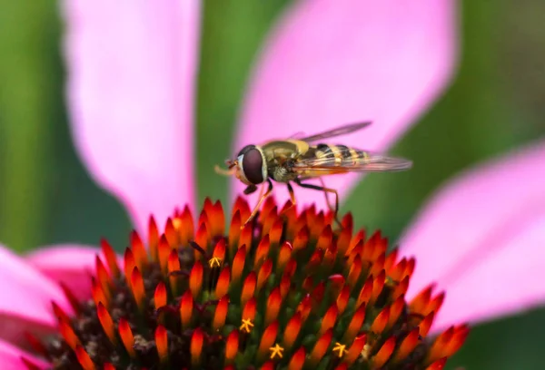 Abeja Silvestre Recoge Miel Una Hermosa Flor —  Fotos de Stock