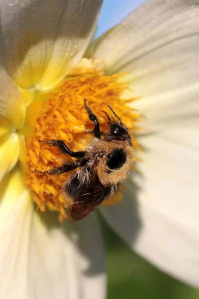 Yaban Arısı Güzel Bir Çiçek Üzerinde Bal Toplar — Stok fotoğraf