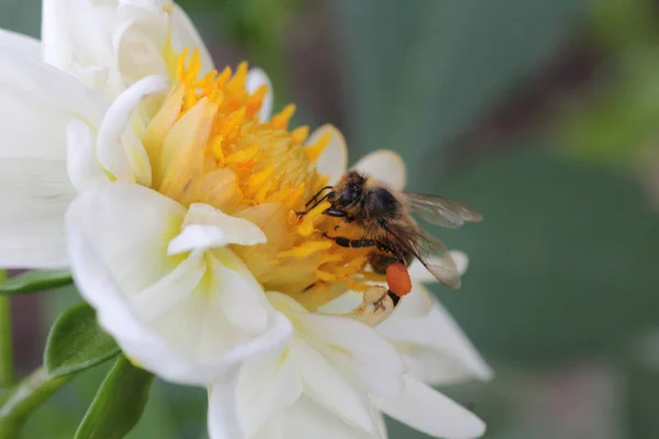 Άγρια Μέλισσα Συλλέγει Μέλι Ένα Όμορφο Λουλούδι — Φωτογραφία Αρχείου