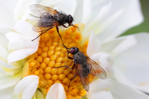 Μεγάλη Μύγα Συλλέγει Μέλι Ένα Όμορφο Λουλούδι — Φωτογραφία Αρχείου