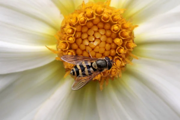 Büyük Sinek Güzel Bir Çiçek Üzerinde Bal Toplar — Stok fotoğraf