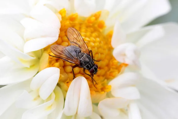 Μεγάλη Μύγα Συλλέγει Μέλι Ένα Όμορφο Λουλούδι — Φωτογραφία Αρχείου