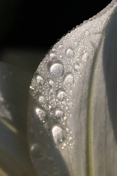 Gotas Chuva Folhas Verdes Árvores Parque — Fotografia de Stock