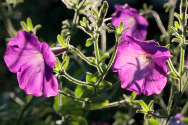 Parkta ağaçların güzel çiçekler üzerinde Raindrops