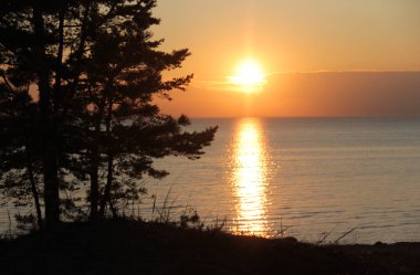 Deniz üzerinde gün batımı bir arka plan üzerinde çam dalları