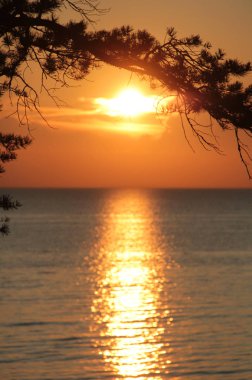 Deniz üzerinde gün batımı bir arka plan üzerinde çam dalları