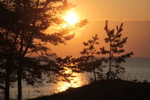 Sosnowe Gałęzie Tle Zachodu Słońca Nad Morzem — Zdjęcie stockowe