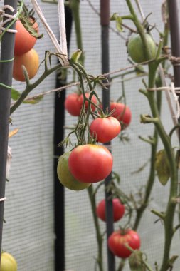 Bir seranın dalında olgunlaşmış domatesler.