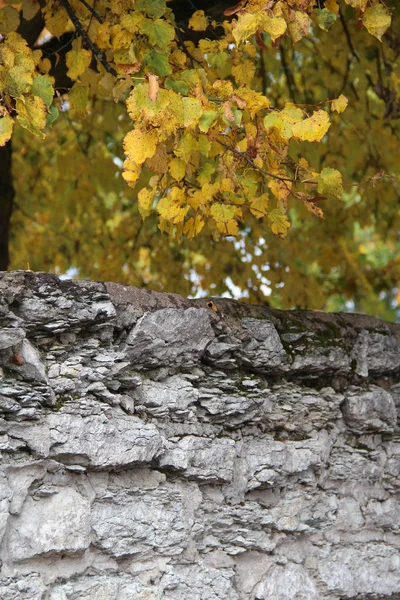 Otoño Hojas Arce Ramas Árboles —  Fotos de Stock