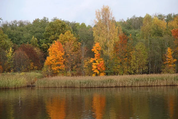Δέντρα Στο Δάσος Φθινοπωρινό Φύλλωμα Στη Λίμνη — Φωτογραφία Αρχείου