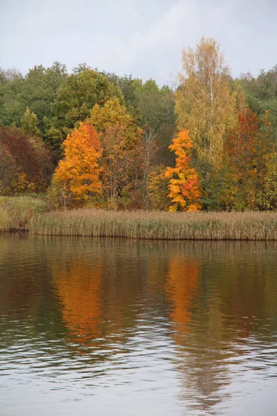 Árboles Bosque Con Follaje Otoñal Lago —  Fotos de Stock