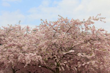 Sakura ilkbaharda mavi gökyüzüne karşı çiçek açar. Doğal arka plan