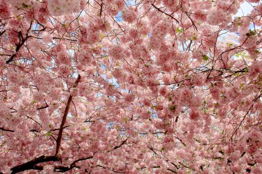 Sakura ilkbaharda mavi gökyüzüne karşı çiçek açar. Doğal arka plan