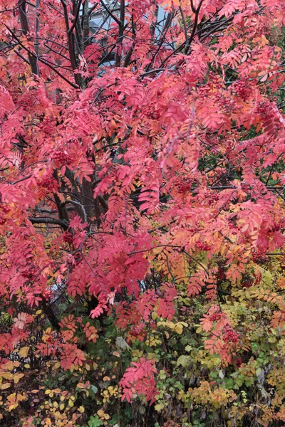 湖に紅葉した森の木々 — ストック写真