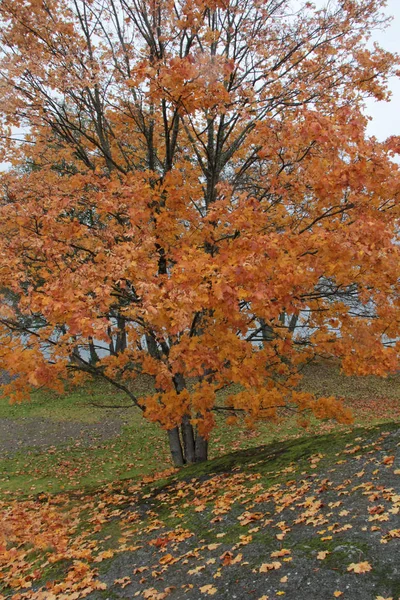 Stromy Lese Podzimním Listím Jezeře — Stock fotografie