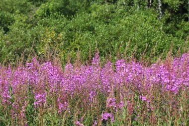 Vahşi doğada geniş bir arazide çiçek açan Sally.