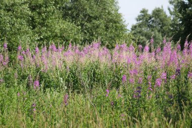 Vahşi doğada geniş bir arazide çiçek açan Sally.