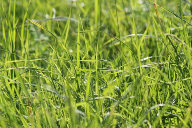 Parlak güneşin altında çimenli büyük yeşil tarla