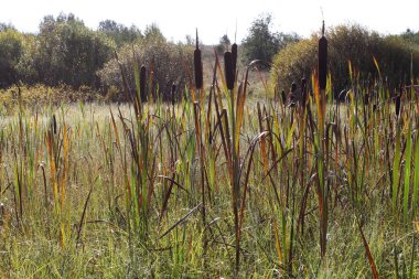 Bataklıktaki uzun sazlıklar. Kırsalda sonbahar manzarası