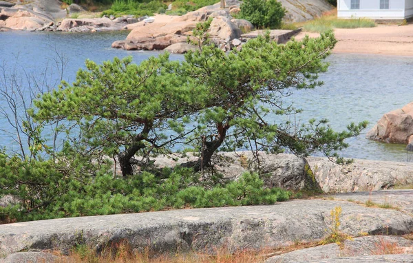 Pinos Sobre Rocas Piedra Costa Norte Del Mar — Foto de Stock