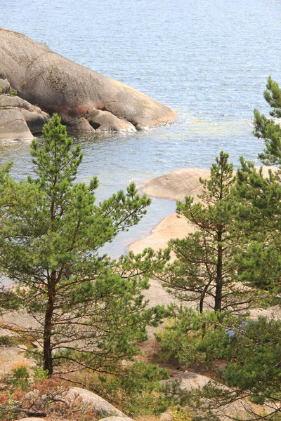 Dennenbomen Stenen Rotsen Aan Noordzeekust — Stockfoto