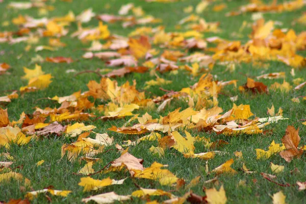 Fallen Autumn Leaves Green Grass Stock Image