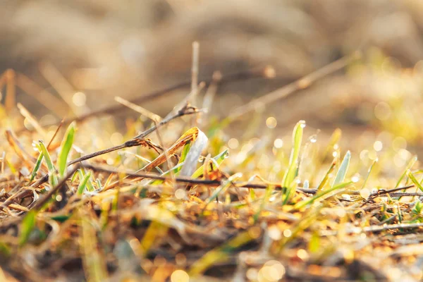 Vue Rapprochée Herbe Printanière Tôt Matin — Photo