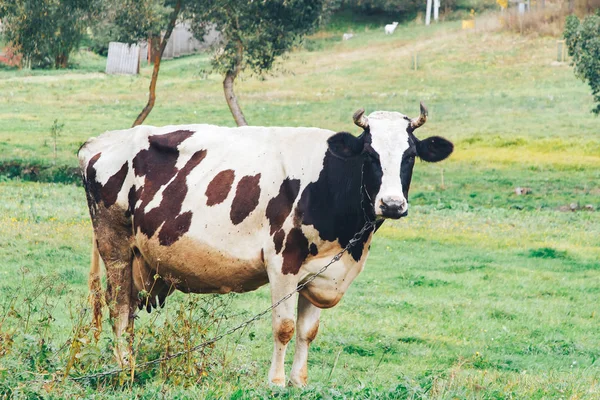 Uma Vaca Acorrentada Fica Grama Parque — Fotografia de Stock