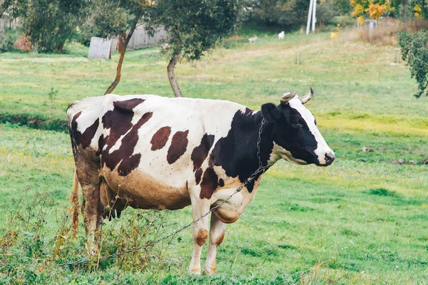 Uma Vaca Acorrentada Fica Grama Parque — Fotografia de Stock