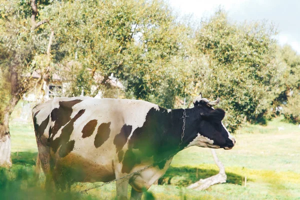 Uma Vaca Acorrentada Fica Grama Parque — Fotografia de Stock