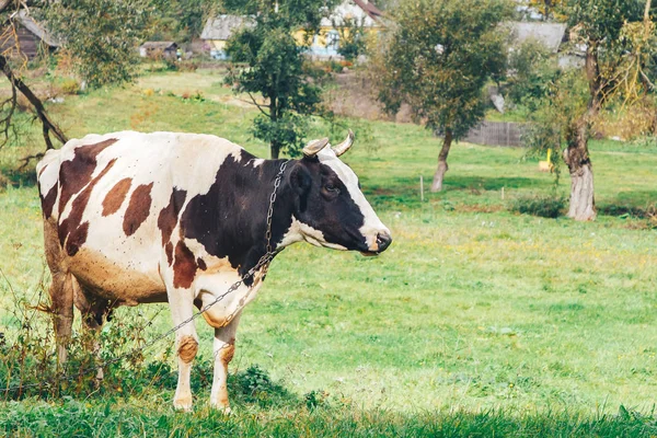 Прикута Корова Стоїть Траві Парку — стокове фото