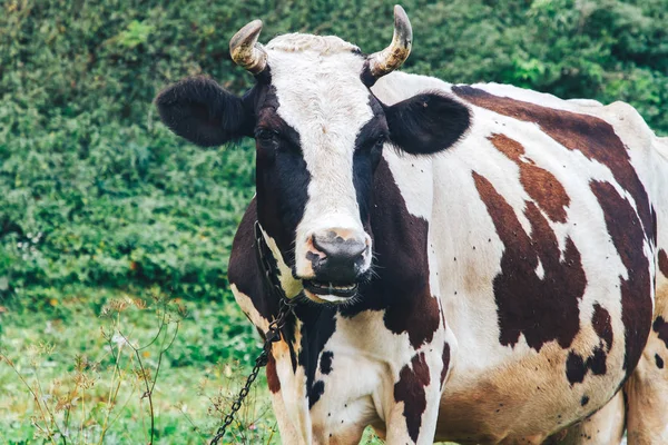 Прикованная Корова Стоит Траве Парке — стоковое фото