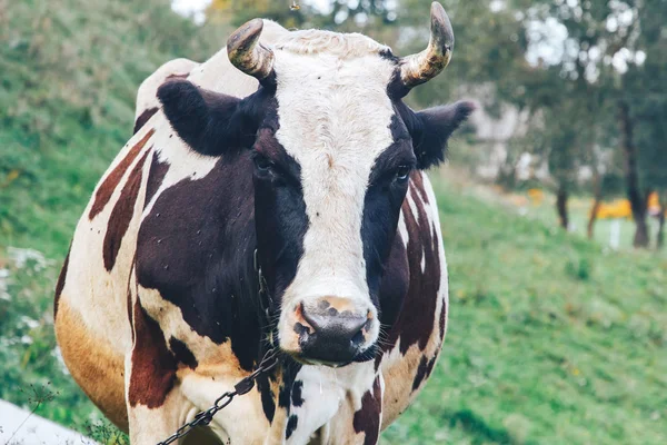 Скованная Корова Стоящая Зеленом Газоне — стоковое фото