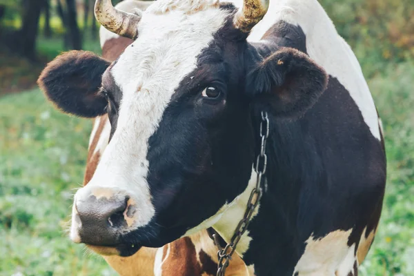 Láncolt Tehén Állva Füves Területen — Stock Fotó