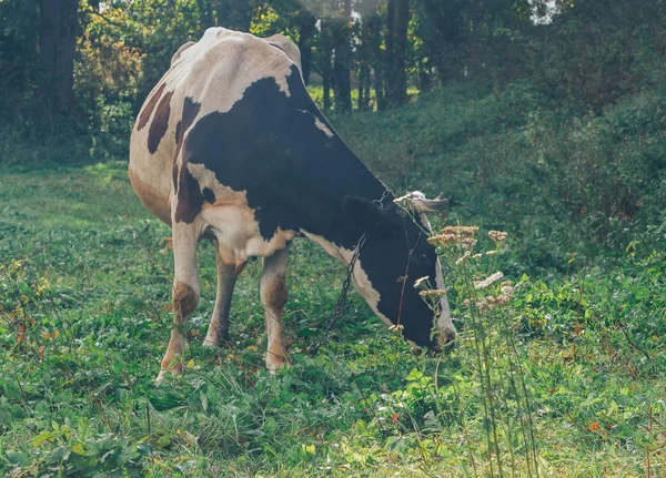 Angekettete Kuh Steht Auf Grünem Rasenplatz — Stockfoto