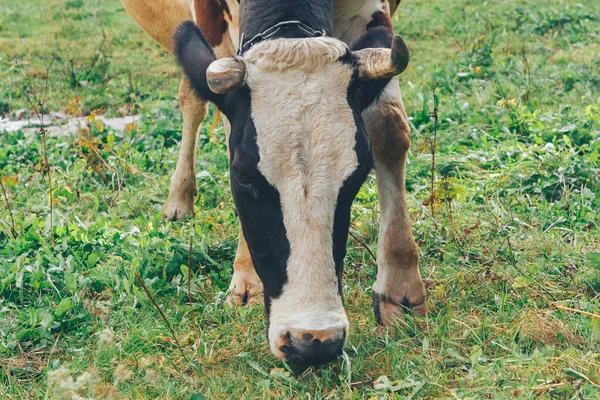 Vache Enchaînée Debout Sur Cour Verte Herbe — Photo