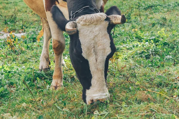 Angekettete Kuh Steht Auf Grünem Rasenplatz — Stockfoto