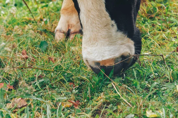 Angekettete Kuh Steht Auf Grünem Rasenplatz — Stockfoto