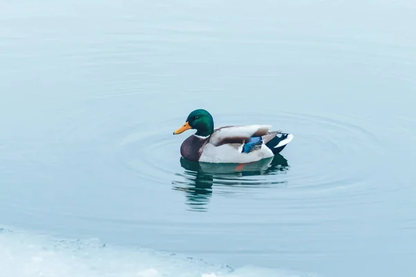 O pato nada no inverno na água — Fotografia de Stock